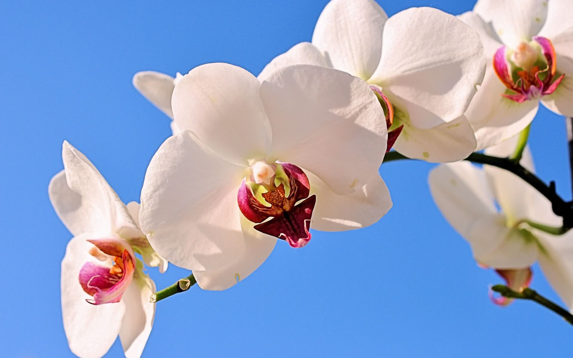 世界体操团体赛赛后心理辅导计划启动，世界体操组织